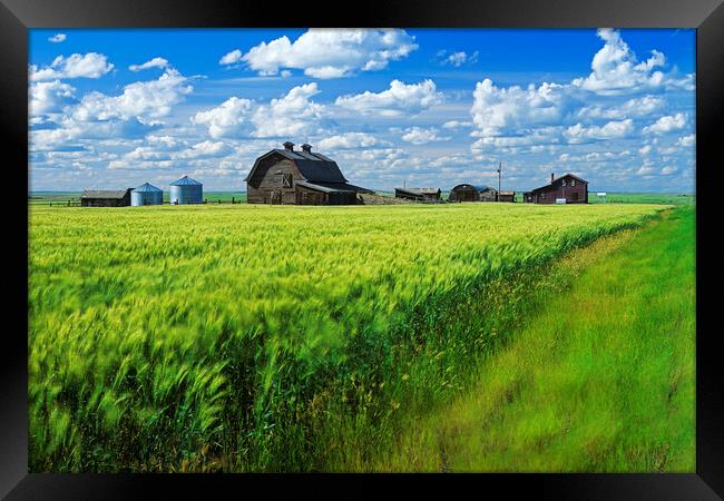 abandoned farm, wind-blown  durum wheat field Framed Print by Dave Reede
