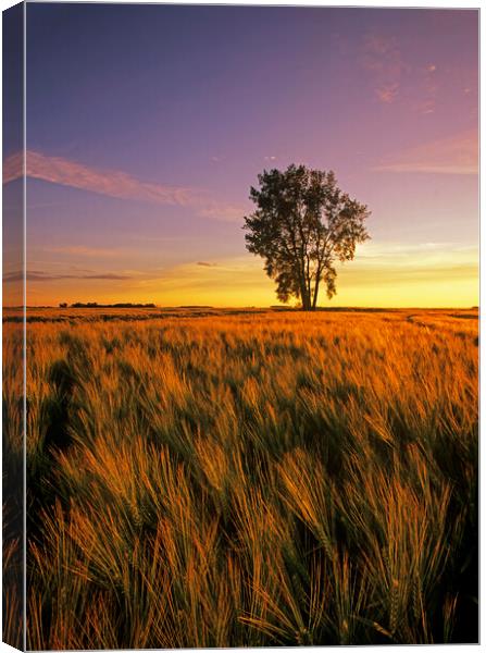 maturing barley crop with cottonwood tree in the background Canvas Print by Dave Reede