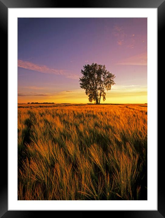 maturing barley crop with cottonwood tree in the background Framed Mounted Print by Dave Reede