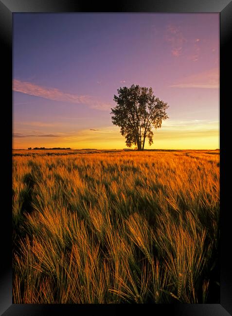 maturing barley crop with cottonwood tree in the background Framed Print by Dave Reede
