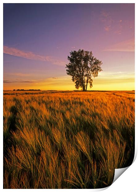 maturing barley crop with cottonwood tree in the background Print by Dave Reede
