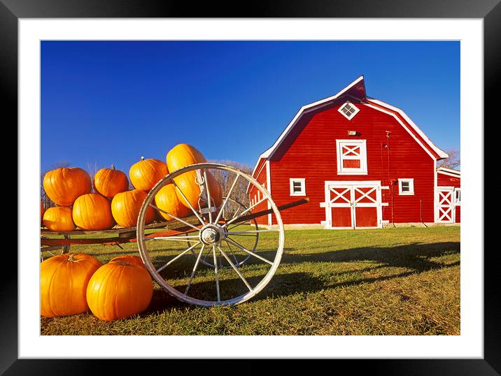 pumpkins in front of red barn Framed Mounted Print by Dave Reede