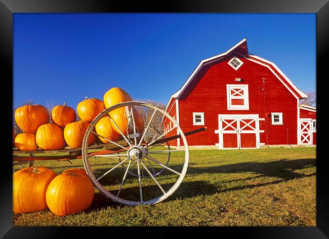pumpkins in front of red barn Framed Print by Dave Reede