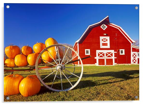 pumpkins in front of red barn Acrylic by Dave Reede