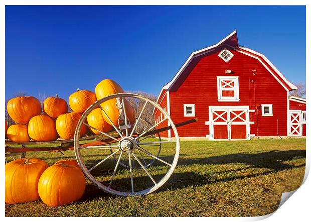 pumpkins in front of red barn Print by Dave Reede