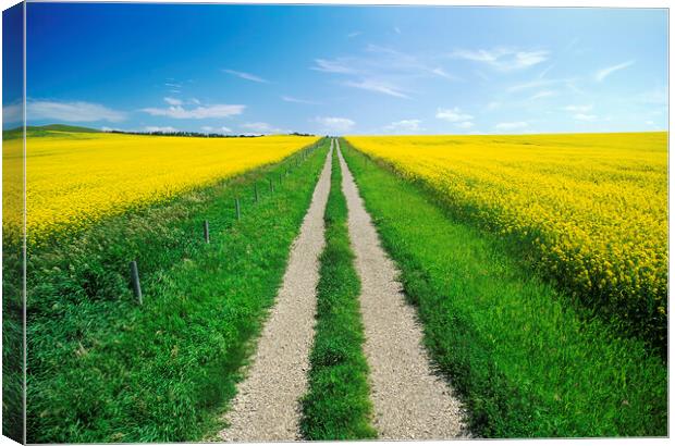 road through farmland with bloom stage canola on both sides Canvas Print by Dave Reede