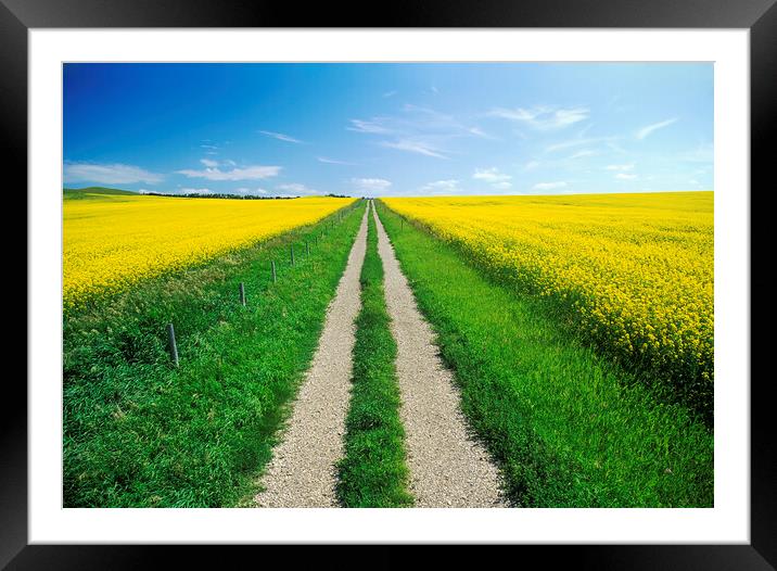 road through farmland with bloom stage canola on both sides Framed Mounted Print by Dave Reede