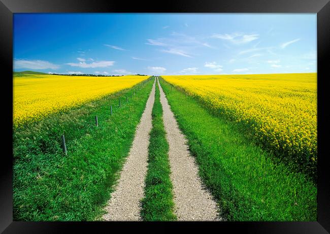 road through farmland with bloom stage canola on both sides Framed Print by Dave Reede