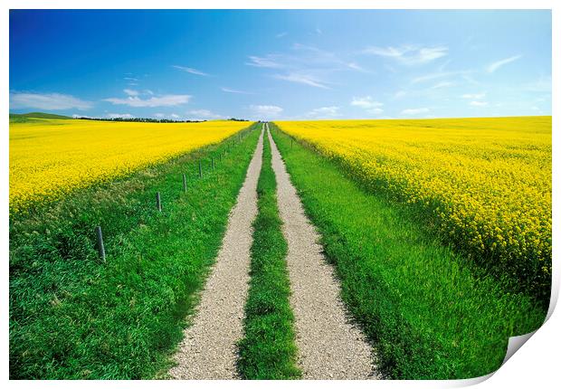 road through farmland with bloom stage canola on both sides Print by Dave Reede