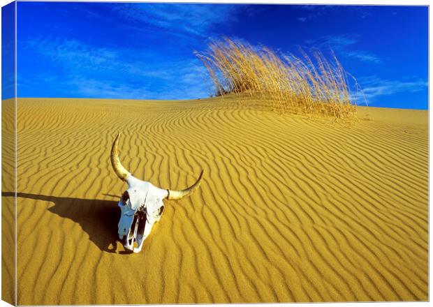 cow skull in the sand Canvas Print by Dave Reede