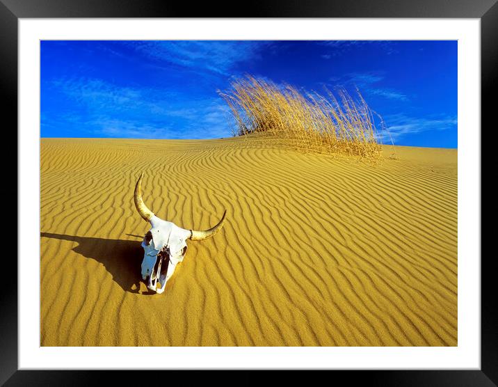 cow skull in the sand Framed Mounted Print by Dave Reede