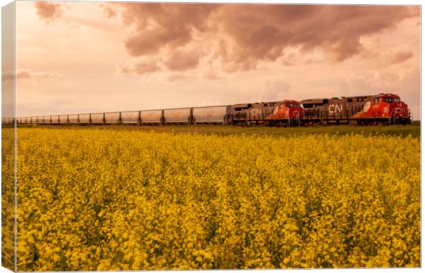 rail cars carrying containers pass a bloom stage canola field Canvas Print by Dave Reede