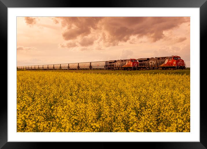 rail cars carrying containers pass a bloom stage canola field Framed Mounted Print by Dave Reede