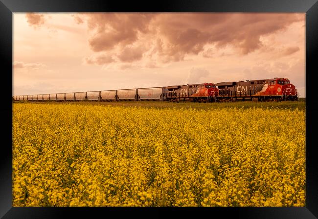 rail cars carrying containers pass a bloom stage canola field Framed Print by Dave Reede