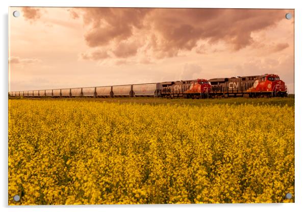 rail cars carrying containers pass a bloom stage canola field Acrylic by Dave Reede