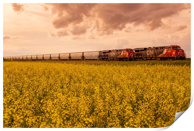 rail cars carrying containers pass a bloom stage canola field Print by Dave Reede