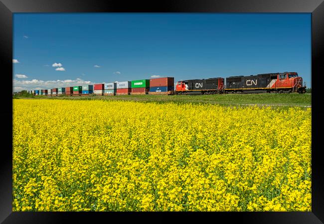 rail cars carrying containers pass a bloom stage canola field Framed Print by Dave Reede