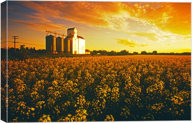 canola field with grain elevator Canvas Print by Dave Reede
