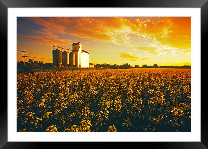 canola field with grain elevator Framed Mounted Print by Dave Reede