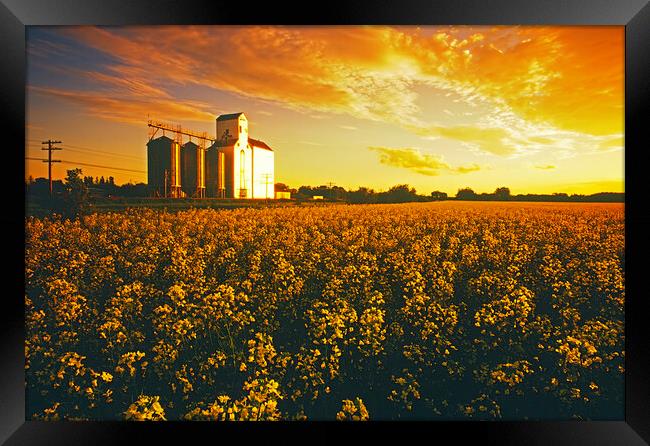 canola field with grain elevator Framed Print by Dave Reede