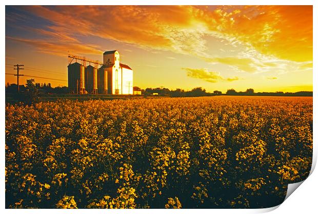canola field with grain elevator Print by Dave Reede