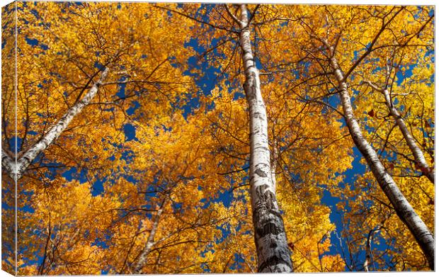 poplar trees in autumn colour Canvas Print by Dave Reede