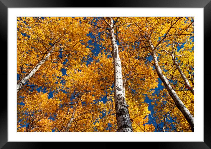 poplar trees in autumn colour Framed Mounted Print by Dave Reede