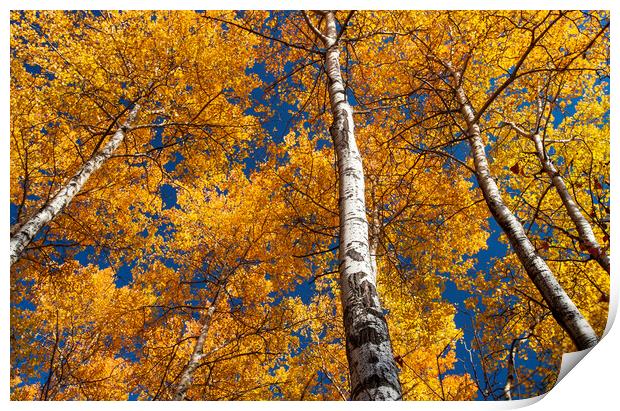 poplar trees in autumn colour Print by Dave Reede