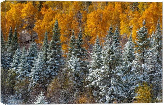 First Snow Canvas Print by Dave Reede