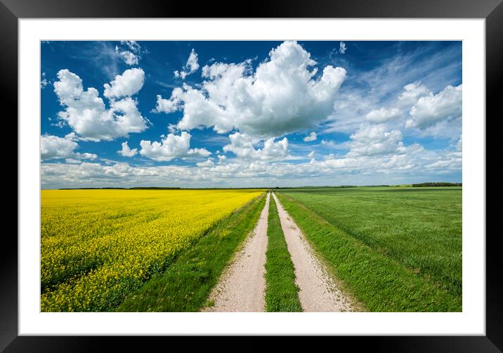 road through farmland with canola and wheat on sides Framed Mounted Print by Dave Reede