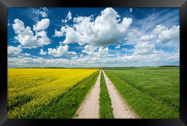 road through farmland with canola and wheat on sides Framed Print by Dave Reede