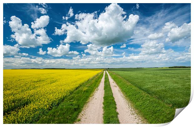 road through farmland with canola and wheat on sides Print by Dave Reede