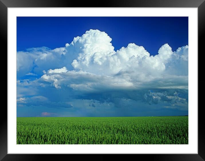 wheat field with a cumulonimbus cloud mass in the background Framed Mounted Print by Dave Reede