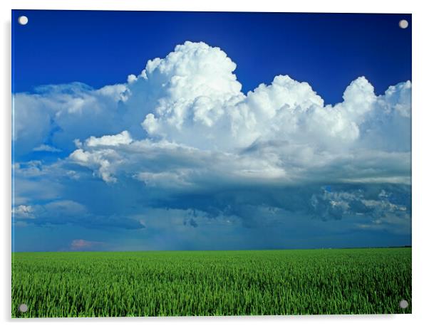 wheat field with a cumulonimbus cloud mass in the background Acrylic by Dave Reede
