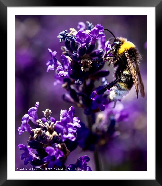 Bee closeup Framed Mounted Print by James Allen
