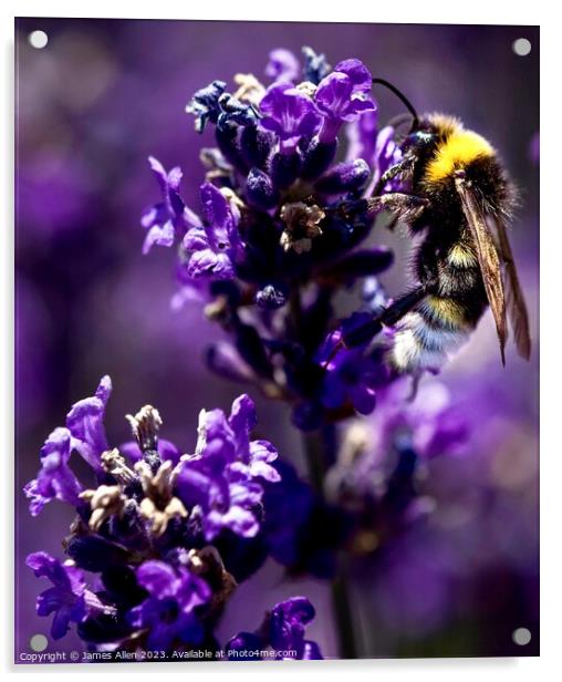 Bee closeup Acrylic by James Allen