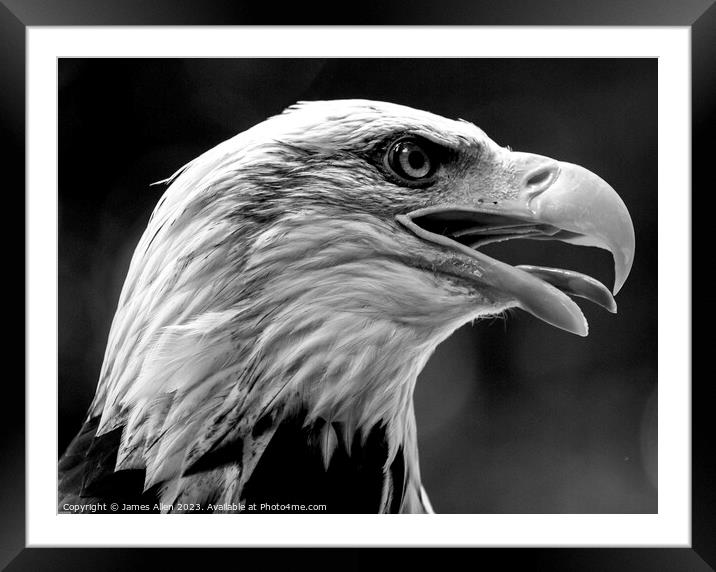 Eagle  Framed Mounted Print by James Allen