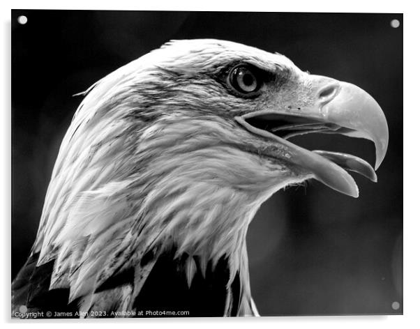 Eagle  Acrylic by James Allen