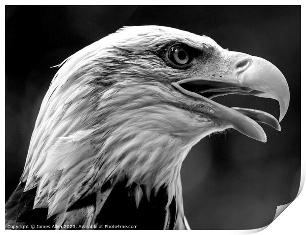 Eagle  Print by James Allen
