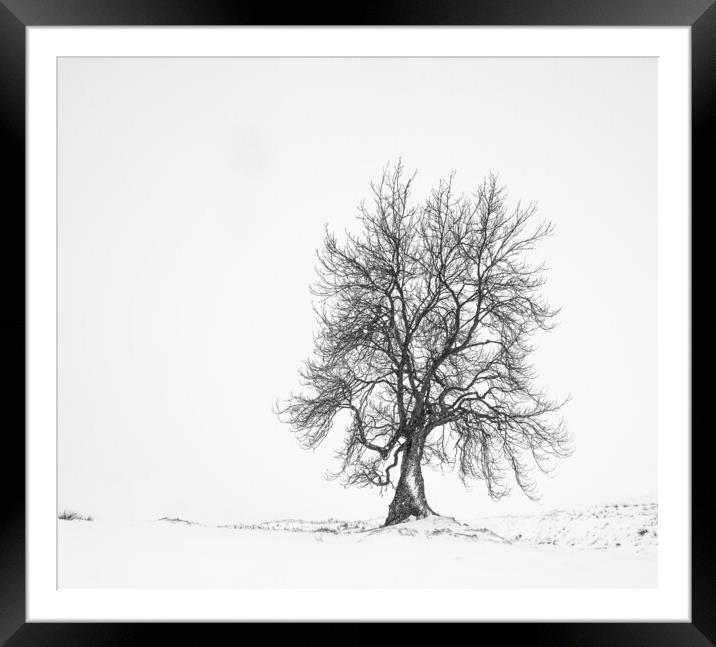 Lone Tree Framed Mounted Print by Garry Quinn