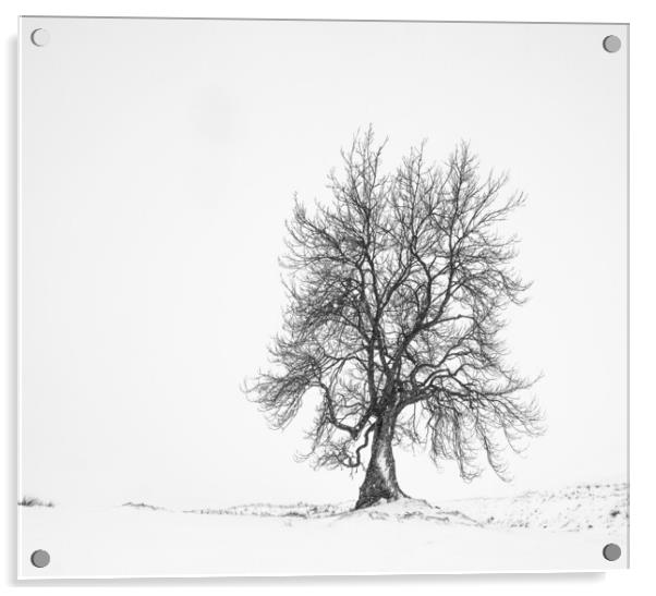 Lone Tree Acrylic by Garry Quinn