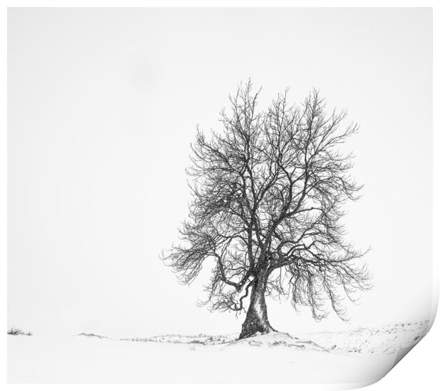 Lone Tree Print by Garry Quinn