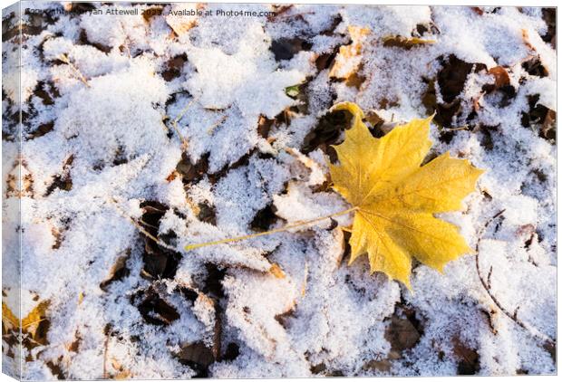 Maple leaf snow Canvas Print by Bryan Attewell
