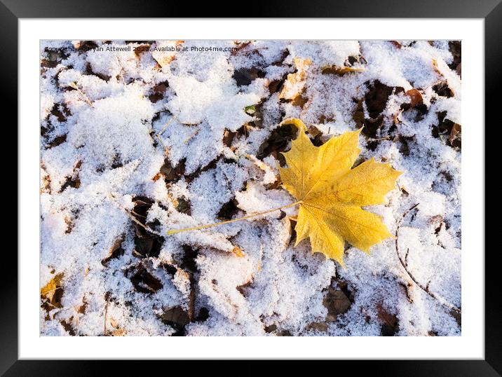 Maple leaf snow Framed Mounted Print by Bryan Attewell