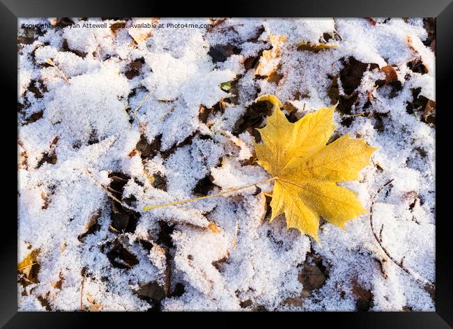 Maple leaf snow Framed Print by Bryan Attewell