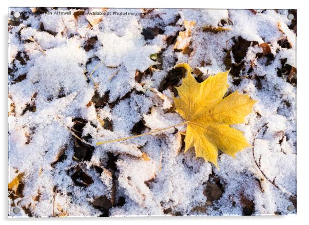 Maple leaf snow Acrylic by Bryan Attewell