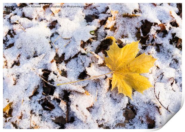 Maple leaf snow Print by Bryan Attewell