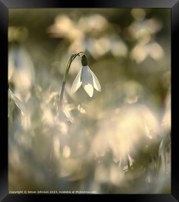 A close up of a flower Framed Print by Simon Johnson