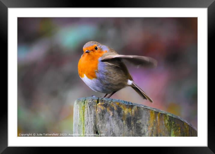 Robin about to fly!  Framed Mounted Print by Julie Tattersfield