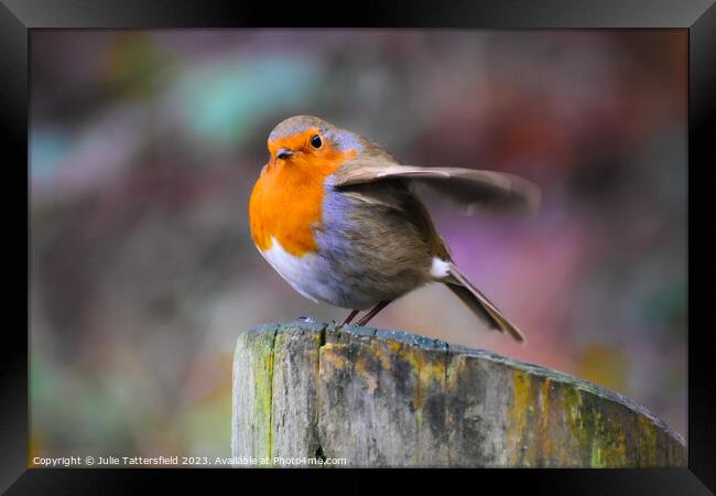 Robin about to fly!  Framed Print by Julie Tattersfield